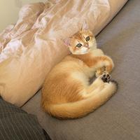 收二手赛博斯特头像