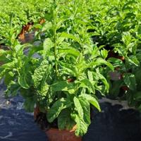 汇美园艺老黄头像