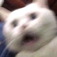 Cr0ss1n头像