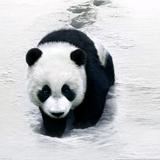 草根浪子头像