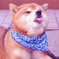 多才柳叶oPm头像