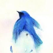 Soraris的个人资料头像