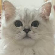 反善的个人资料头像