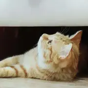 空城旧梦辞旧人的个人资料头像