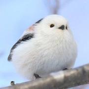 CokePepsi的个人资料头像