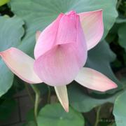 lotus的个人资料头像