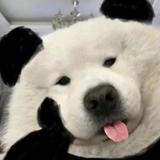 红鲤鱼与锦鲤鱼与驴头像