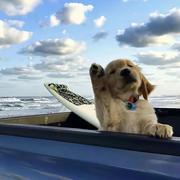 Astralis的个人资料头像