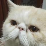 大猫1918头像