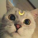 众所周知的个人资料头像