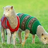 执着的沙滩1gP头像