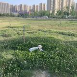 儒雅泡椒很辣头像