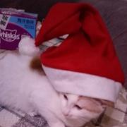 nervmor的个人资料头像