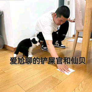 是边牧仙贝啊头像