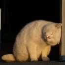 喵甲阿旺的个人资料头像