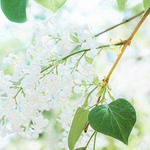 小傻瓜头像