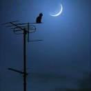 MECN的个人资料头像