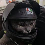 加洛斯的个人资料头像