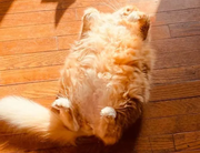 Sam_的个人资料头像