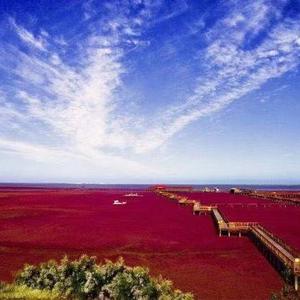 太初白泽头像