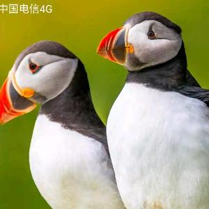 动物世界粉丝头像