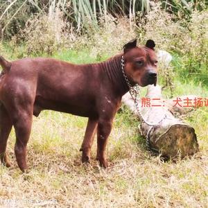 川东老巢本土猎犬头像