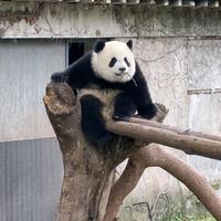 高冷饭团9W2头像