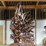福建水状元头像