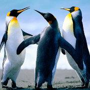 elephant239的个人资料头像