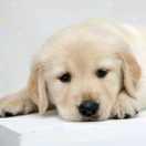 EternalDespair的个人资料头像