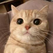 俺啥也不会的个人资料头像