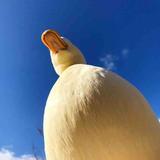 好久不见4401头像