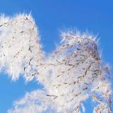 雪风1800头像