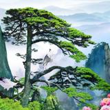 青头931头像