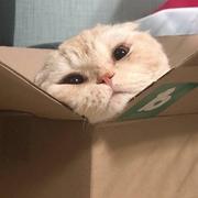 不完整的旋律96的个人资料头像