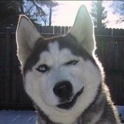 dirjaker的个人资料头像