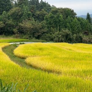 黄山大梦头像