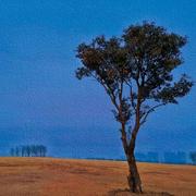 落雪辉花的个人资料头像