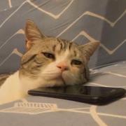 学校牛肉面的个人资料头像