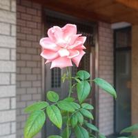 A直率清泉头像