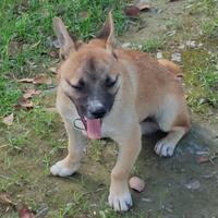 汽车会计狗头像