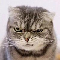 磊哥就不惯着你头像