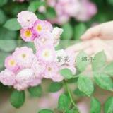 星空下的誓言487头像