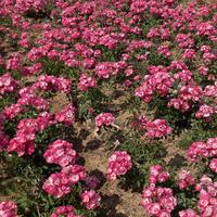 万荣绿美月季基地头像