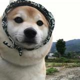 小爷我有枪SOs3头像