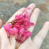 树丅聽雨335头像