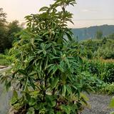 用户6252287627150头像