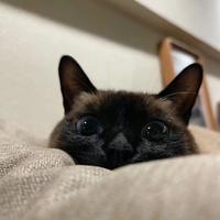 虾滑是只猫头像