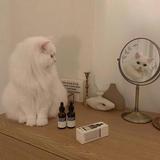 直爽小猫4j1头像