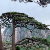 苏祥380头像